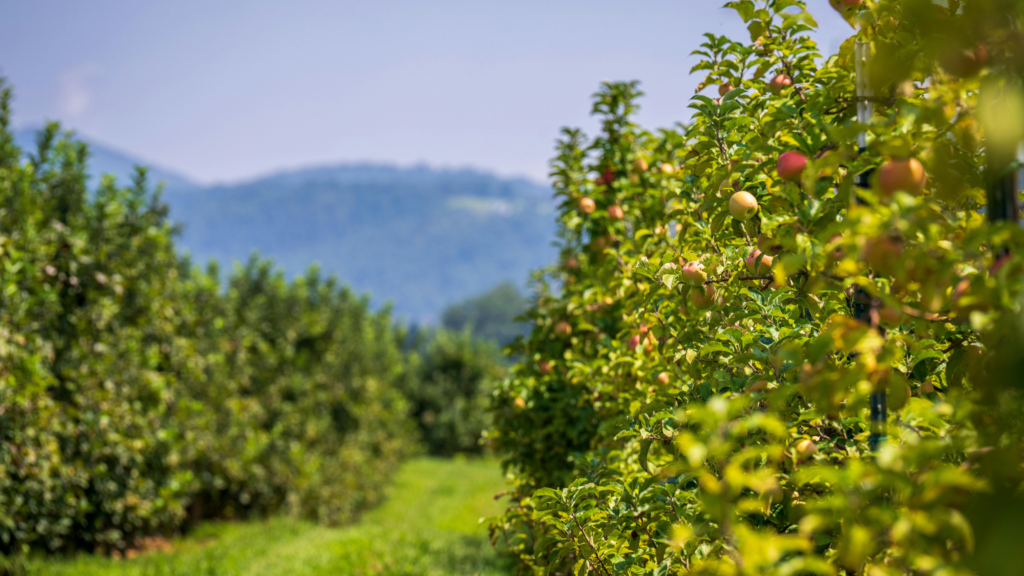 V Uzbekistane začína projekt na podporu záhradníctva a vodného hospodárstva